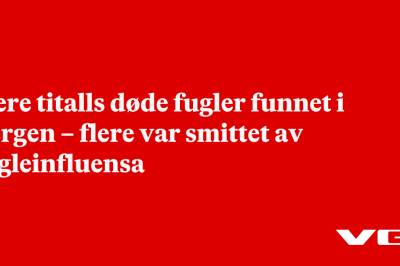 Flere titalls døde fugler funnet i Bergen – flere var smittet av fugleinfluensa