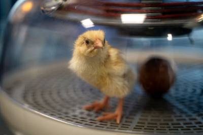 Påskekylling: – Det er jo ikke vanlig