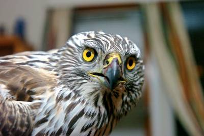 Hogst­selskap må punge ut – får fire millioner i bot