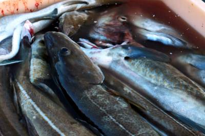 Etterforsker fortsatt mulig kvotebrudd hos fiskebåt