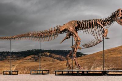 Dinosauren «Gus» ble solgt for en halv milliard. Forskere håper han ender på et museum