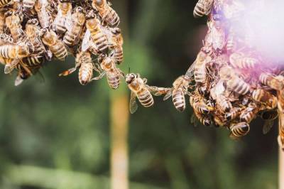 Summer av solidaritet