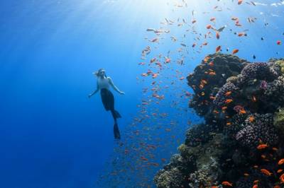 Fristen for å redde korallene har trolig gått ut, men kan vi redde Amazonas? Forskere advarer mot å gi opp