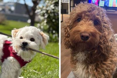 Fleire titalls hundar stakk av på nyttårsaftan: – Rørande engasjement