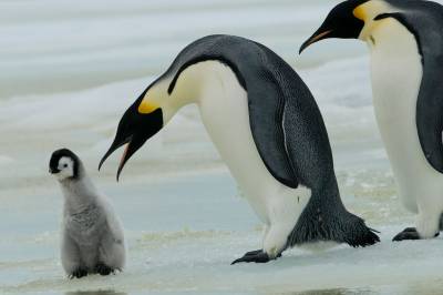 Keiserpingvinen erklært utrydningstruet 