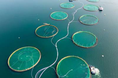 Feilaktig om oppdrettstillatelser