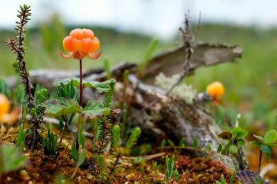 Forskerne har gjort en kuriøs oppdagelse om molter
