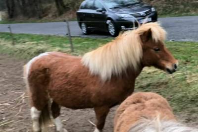 Ulv drepte og spiste ponnien Bellami (12) i Danmark