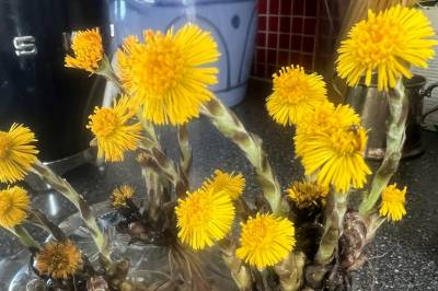 Lover full vår i nord