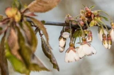 Dette øker faren for frostskader på planter og avlinger