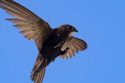 Slik skal Skottland gjøre moderne hus mer fuglevennlige