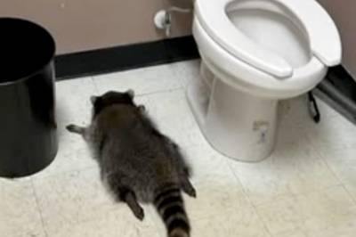 Vaskebjørn på spritfylla