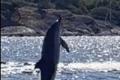 Leken delfin i Kristiansand: – Veldig gøy
