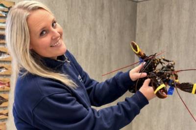 - Grei start på hummerfisket