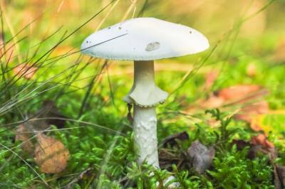 Det fins noen ekstremt giftige sopper i norsk natur. Hvorfor det?