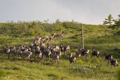 Villreinen presses: Blefjell trenger en felles forvaltning nå!