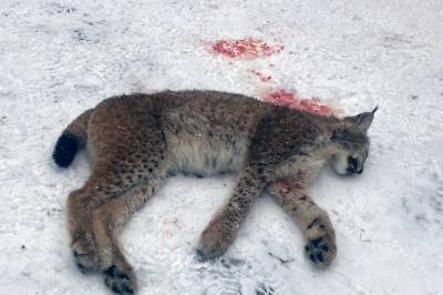 Jakta er i gang – så mange er hittil felt i vårt distrikt