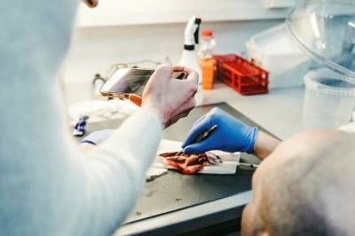 Sjøaure kan overføre farleg parasitt til oppdrettslaks. Kostnadane ved det siste utbrotet er rekna til rundt ein milliard kroner