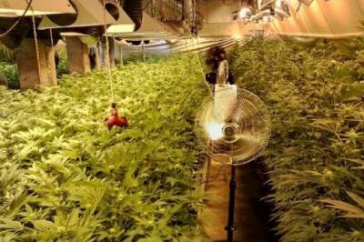 Omfattende cannabisproduksjon i Norge