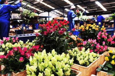 Roseeksport i krise på grunn av krigen i Iran