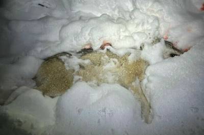 Økokrim anker ulvejakt-dommen