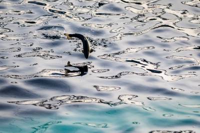 Havbruk: Konsekvensen er absurd