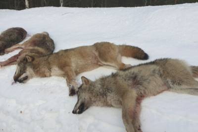 Anmeldte lisensjakt til Økokrim