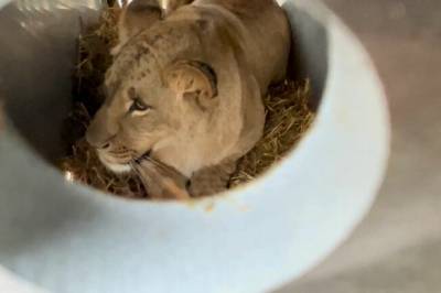 Akkurat nå: To løvinner på Gardermoen