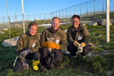 Første gang fjellrev vaksineres i Norge – og trolig i verden