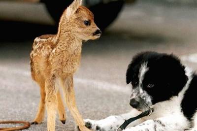 Dette er de mest populære hunderasene