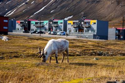 Reinsdyr­mysterium på Svalbard: – Svært uvanlig