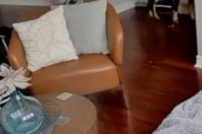 Hund tygget på hanske – huset tok fyr