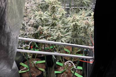 Indre østfoldinger tiltalt – skal ha produsert nesten en kilo cannabis i leiligheten