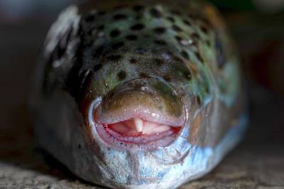 Giftig fisk sprer seg i ferieparadis