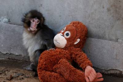 Viral baby-ape gir Ikea-salgshopp