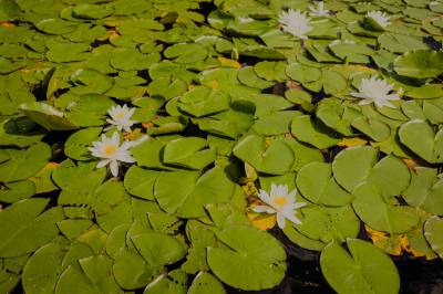 ME-syke i Norge – slå sammen eller skille ut?