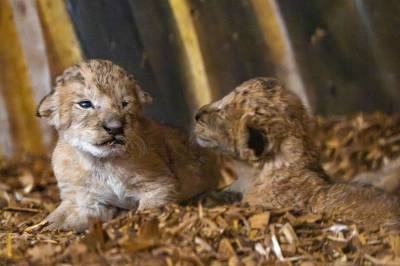 Løveunger født i Kristiansand dyrepark