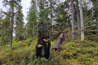 Ny rapport: Skogen hjelper klimaet best når mer får stå i fred