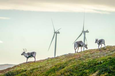 MDG, NHO og Natur og Ungdom med felles front for vindkraft