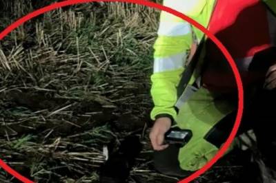 Måper: Skjult i 800 år