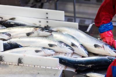 Sjømateksporten vokste i mars – fortsatt en liten nedgang så langt i år