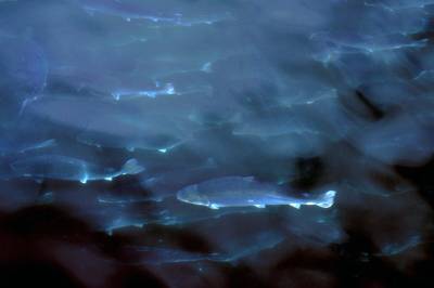 Laksen klikker når den blir stresset – men ingen vet hvordan