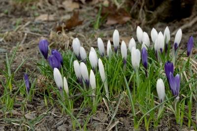 Hvilken planteslekt kommer denne blomsten fra?