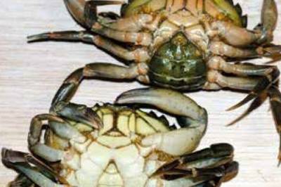 Slik ser du forskjell på hunn- og hannkrabber