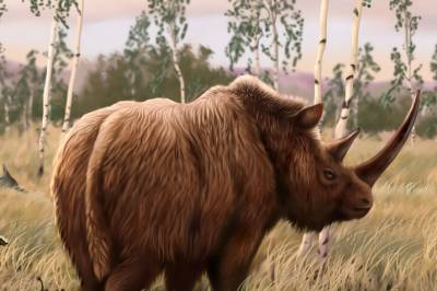 Forskere fant DNA fra ullhåret neshorn i ulvemage