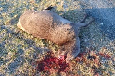 Vart møtt av hovudlaust syn