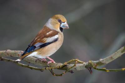 Denne helga er det den årlige hagefugltellingen