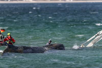 Knølhval fri etter omfattende redningsaksjon