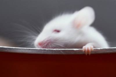 En universell vaksine mot multiple patogener