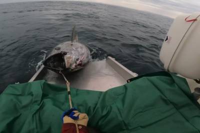 Her får Keno 400 kilo på kroken: – Største fisken noen gang
